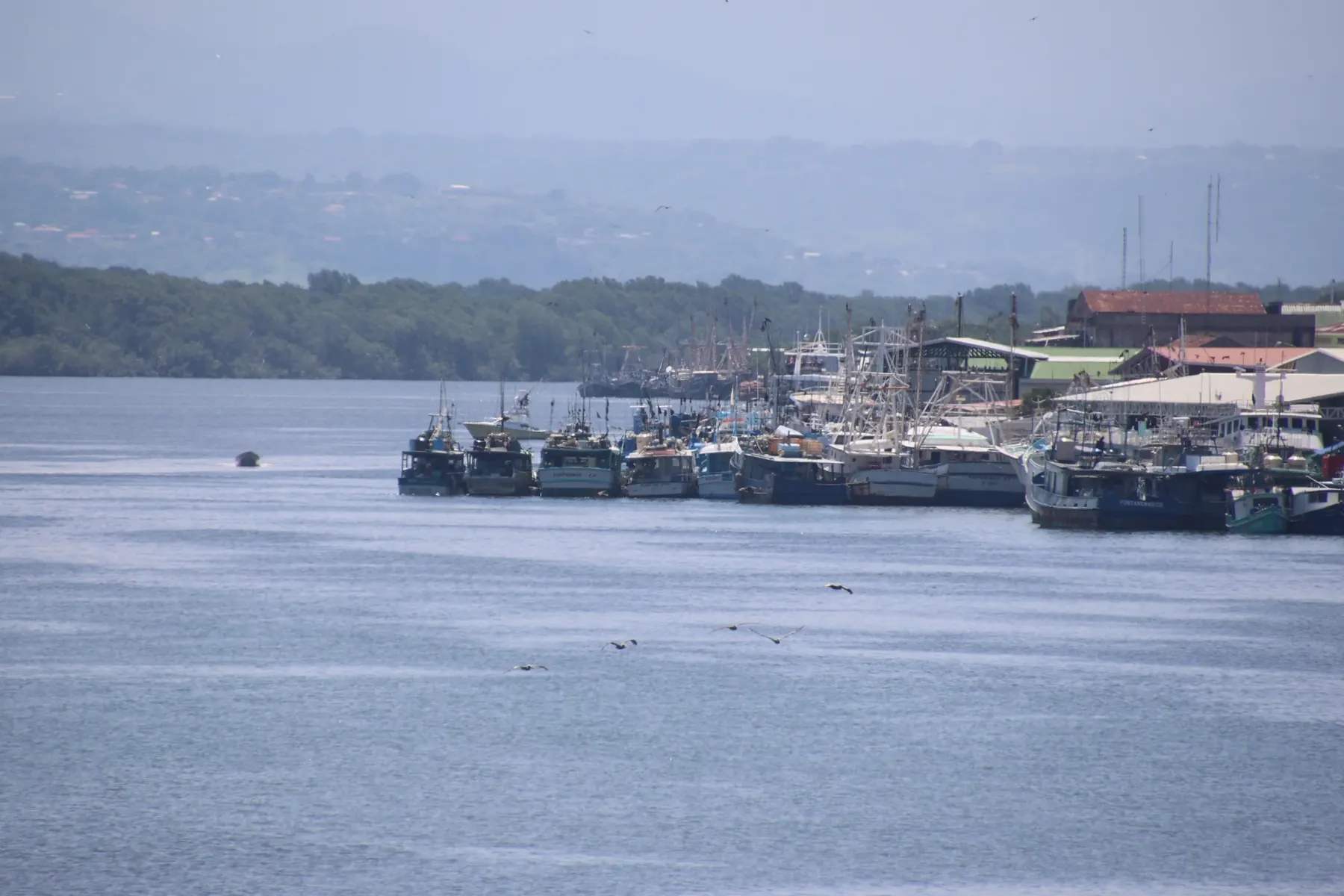 A line of boats tied up at a harbor on calm water, Costa Rica